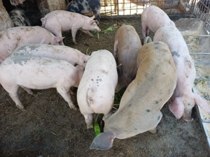 Vând șoldănei din scroafă duroc și vier landracede 14săptămâni  - imagine 4