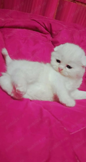 Brithis și scothis pufosi