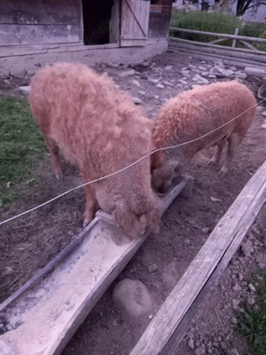 Vând 2 porci mangalita