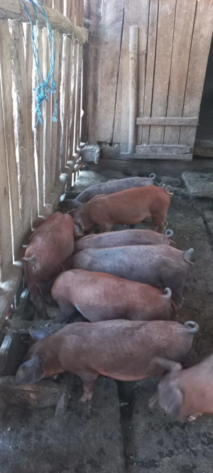 Porci de vânzare Duroc