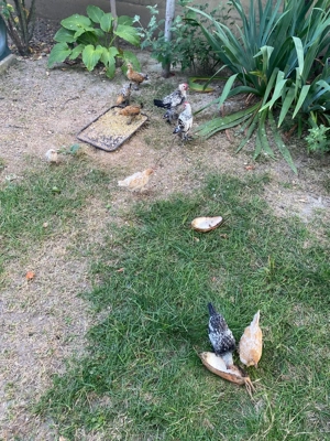 Vând Mii de Flori. - imagine 2 Vând Mii de Flori. - imagine 2