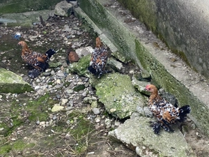 Vând Mii de Flori. - imagine 3 Vând Mii de Flori. - imagine 3