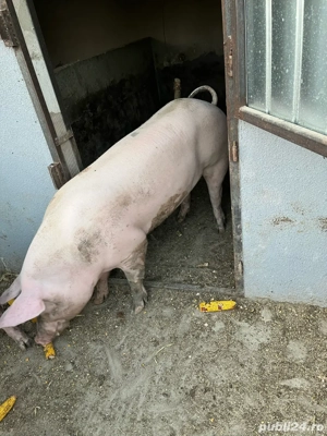vand porci - imagine 3