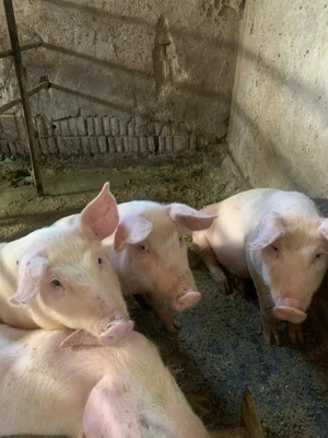 vand soldani de 12 saptamani.