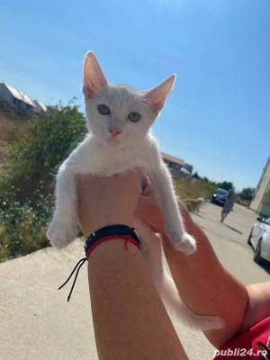 Pisicute sanatoase pentru adoptie, varsta 3 luni - imagine 2 Pisicute sanatoase pentru adoptie, varsta 3 luni - imagine 2