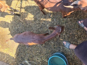 Iezi murciano - imagine 5