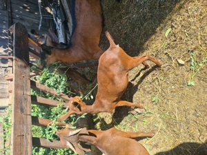 Iezi murciano - imagine 2