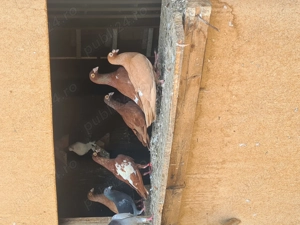 Porumbei de ornament - imagine 2