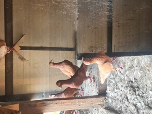 Porumbei de ornament