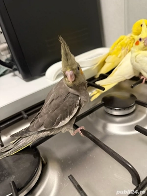 papagali nimfa - imagine 2