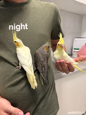 papagali nimfa - imagine 5