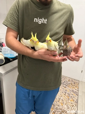 papagali nimfa - imagine 4