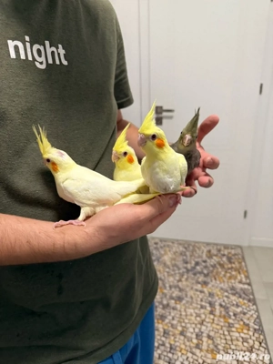 papagali nimfa - imagine 3