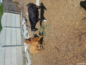 capra de vinzare - imagine 2 capra de vinzare - imagine 2