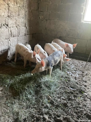 purcei de vanzare - imagine 2