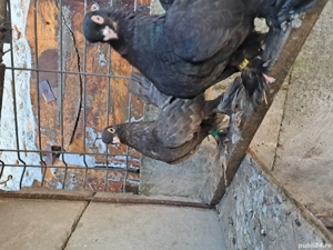 Rasa Rostow , liberi  tineri și maturi. - imagine 5 Rasa Rostow , liberi  tineri și maturi. - imagine 5