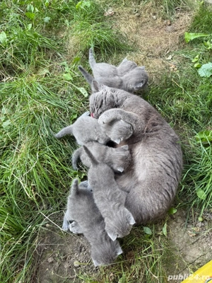 Puiuti, British Shorthair Blue - imagine 5 Puiuti, British Shorthair Blue - imagine 5
