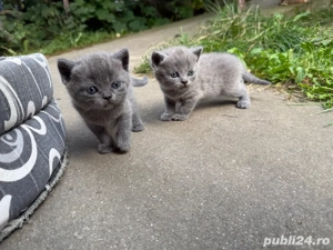 Puiuti, British Shorthair Blue - imagine 3 Puiuti, British Shorthair Blue - imagine 3
