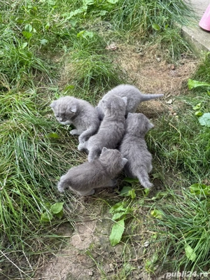 Puiuti, British Shorthair Blue - imagine 4 Puiuti, British Shorthair Blue - imagine 4