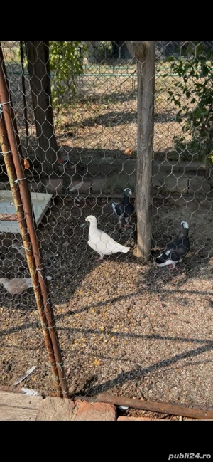 voiajori germani  - imagine 3