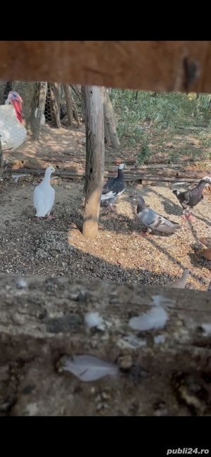 voiajori germani  - imagine 4