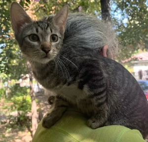 Metisi British Shorthair tabby pui, gratuit - imagine 3