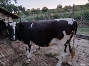 Vând vacă  - imagine 2