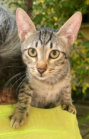 Metisi British Shorthair tabby pui, gratuit - imagine 2