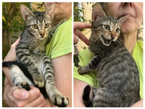 Metisi British Shorthair tabby pui, gratuit