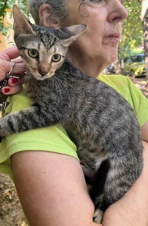 Metisi British Shorthair tabby pui, gratuit - imagine 5