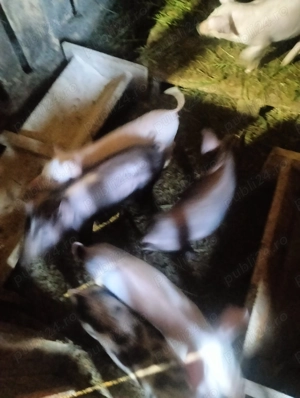 Vând purcei de 7 saptamani - imagine 2 Vând purcei de 7 saptamani - imagine 2