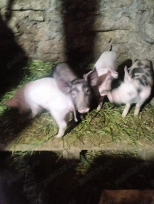 Vând purcei de 7 saptamani - imagine 4 Vând purcei de 7 saptamani - imagine 4