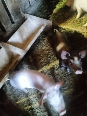 Vând purcei de 7 saptamani - imagine 3 Vând purcei de 7 saptamani - imagine 3