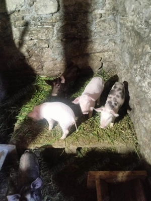 Vând purcei de 7 saptamani - imagine 5 Vând purcei de 7 saptamani - imagine 5