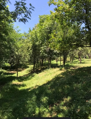 Vând un loc de poveste în inima naturii   casă cu potențial enorm + terenuri generoase   total 9807  - imagine 5