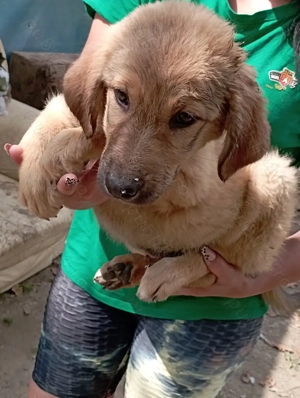 Ciobanesc carpatin și Ciobanesc de Bucovina. - imagine 2