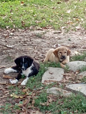 Ciobanesc carpatin și Ciobanesc de Bucovina. - imagine 3