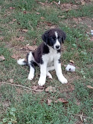 Ciobanesc carpatin și Ciobanesc de Bucovina. - imagine 5