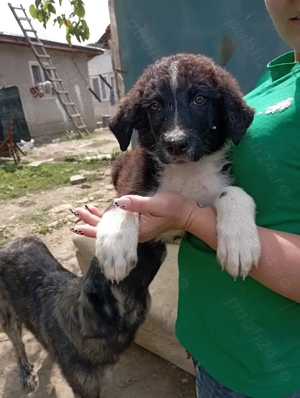 Ciobanesc carpatin și Ciobanesc de Bucovina. - imagine 4