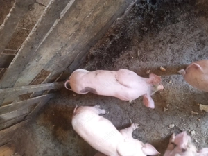 Vând purcei rasa de carbe