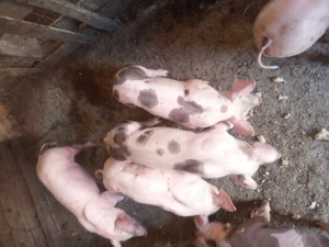 Vând purcei rasa de carbe - imagine 2 Vând purcei rasa de carbe - imagine 2