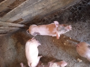 Vând purcei rasa de carbe - imagine 4 Vând purcei rasa de carbe - imagine 4