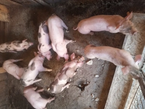 Vând purcei rasa de carbe - imagine 5 Vând purcei rasa de carbe - imagine 5