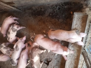 Vând purcei rasa de carbe - imagine 3 Vând purcei rasa de carbe - imagine 3