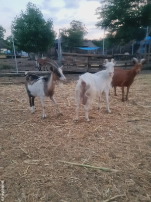 vand   schimb capre si iezi