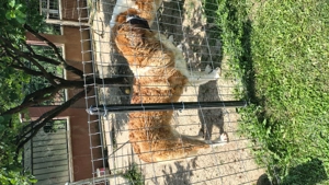 Saint Bernard vârstă 1 an(15 august) - imagine 2