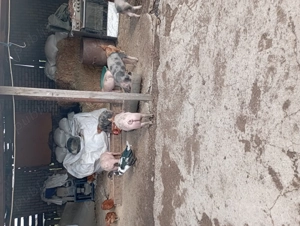 De vânzare porci braila - imagine 4 De vânzare porci braila - imagine 4