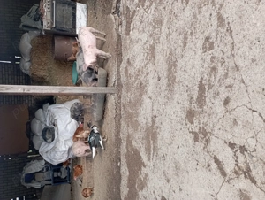 De vânzare porci braila - imagine 3 De vânzare porci braila - imagine 3