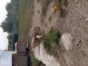 De vânzare porci braila