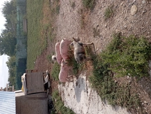 De vânzare porci braila - imagine 2 De vânzare porci braila - imagine 2